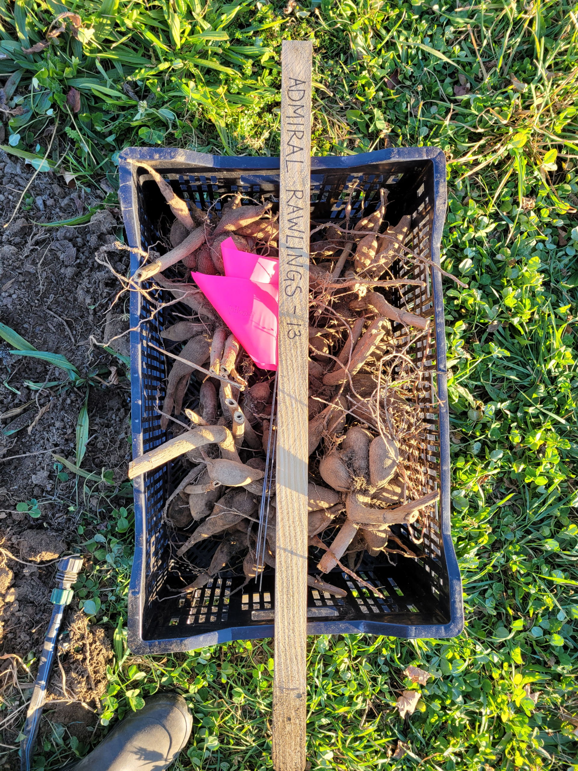 Dahlia Dig Workshop - Image 4