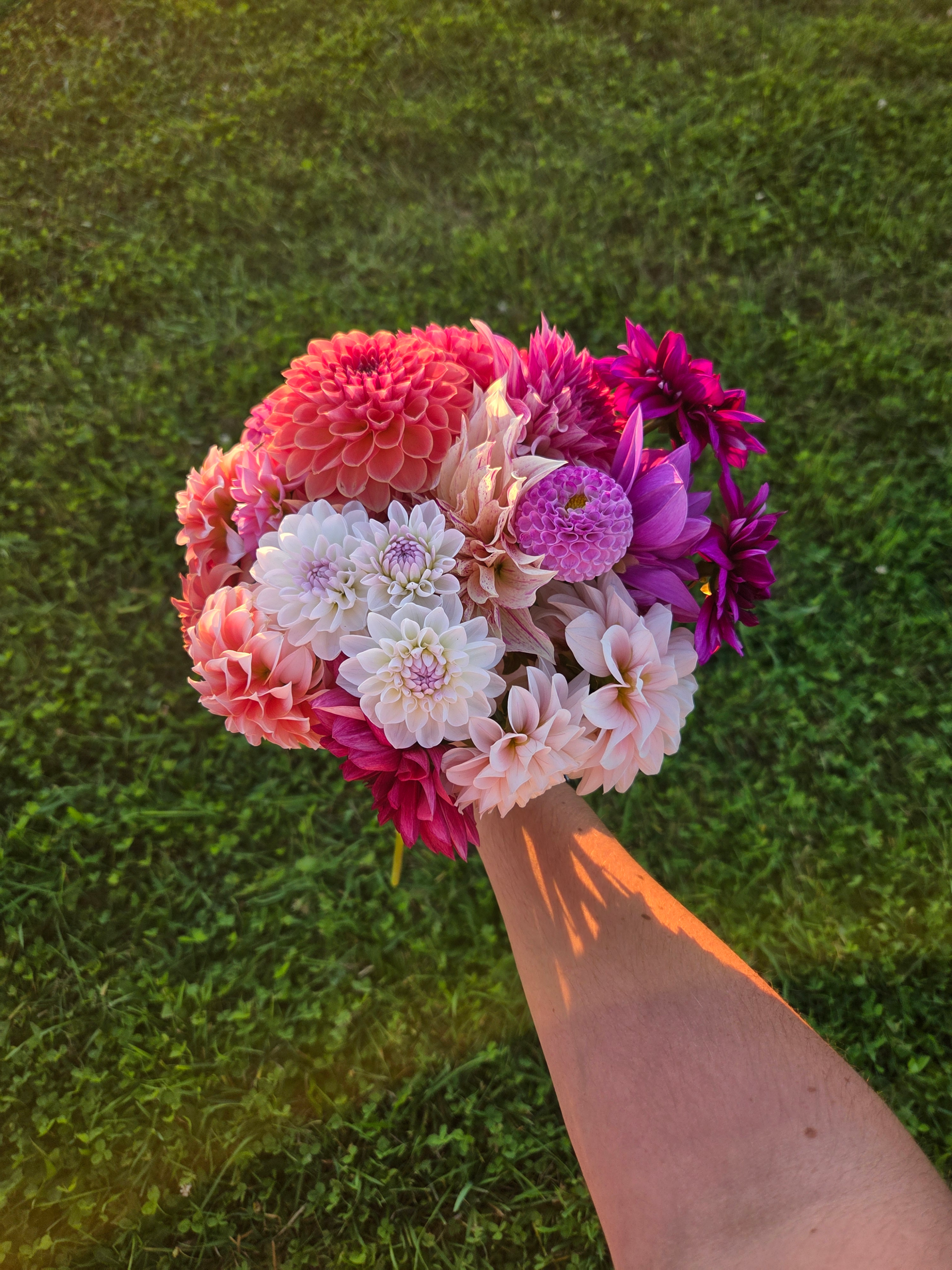 Dahlia Dig Workshop - Image 2